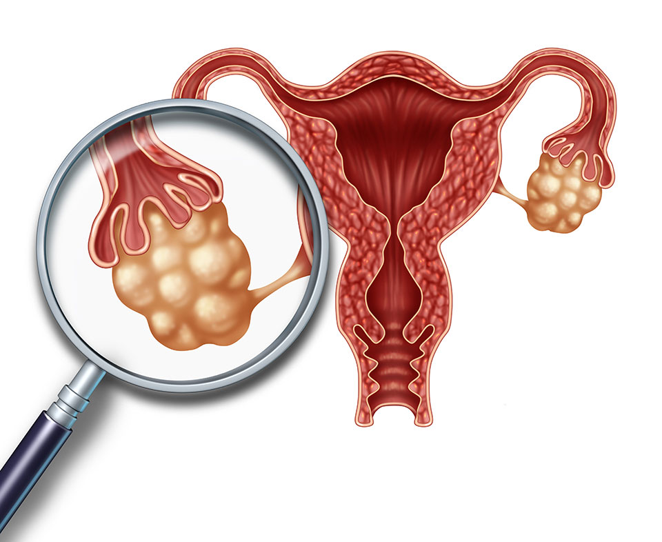 What Really Happens During Your Menstrual Cycle GENESIS Fertility 