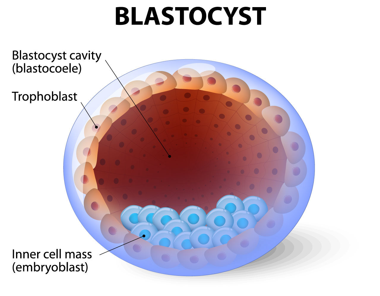 Understanding Embryo Grading - Genesis Fertility New York