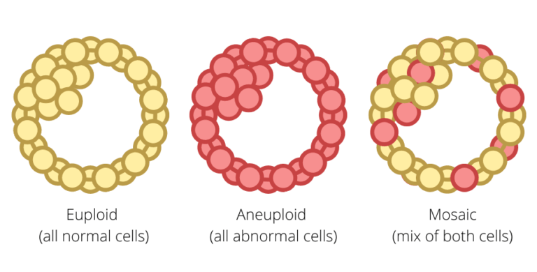 What Are Mosaic Embryos Genesis Fertility New York