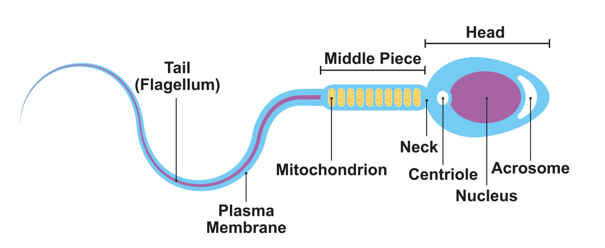 What you need to know about semen analysis - GENESIS Fertility ...