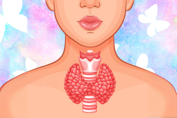 The thyroid is a butterfly shaped organ in the neck of both men and women.